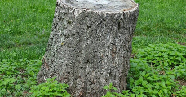 Hogy távolítható el gyorsan a fatuskó a kertből? Hogy távolítható el gyorsan a fatuskó a kertből?