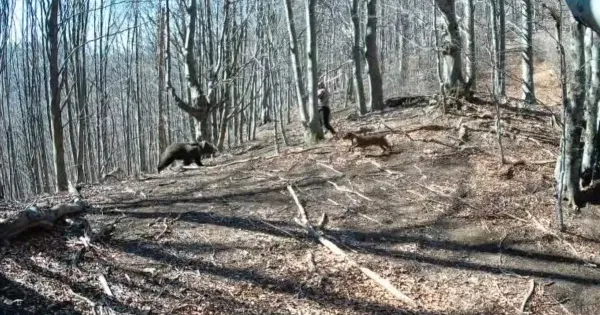 Videón, ahogy egy medve rátámad egy erdőben sétáló férfira, aki válaszul egy fejszével vágja fejbe Videón, ahogy egy medve rátámad egy erdőben sétáló férfira, aki válaszul egy fejszével vágja fejbe