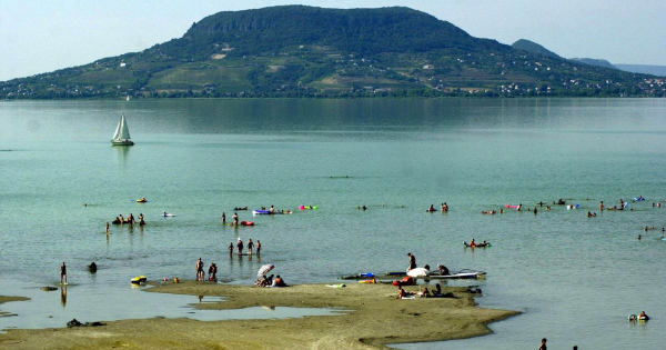 Vészharangot kongattak a Balatonnál, betegséget terjesztő állat szállta meg a tavat Vészharangot kongattak a Balatonnál, betegséget terjesztő állat szállta meg a tavat